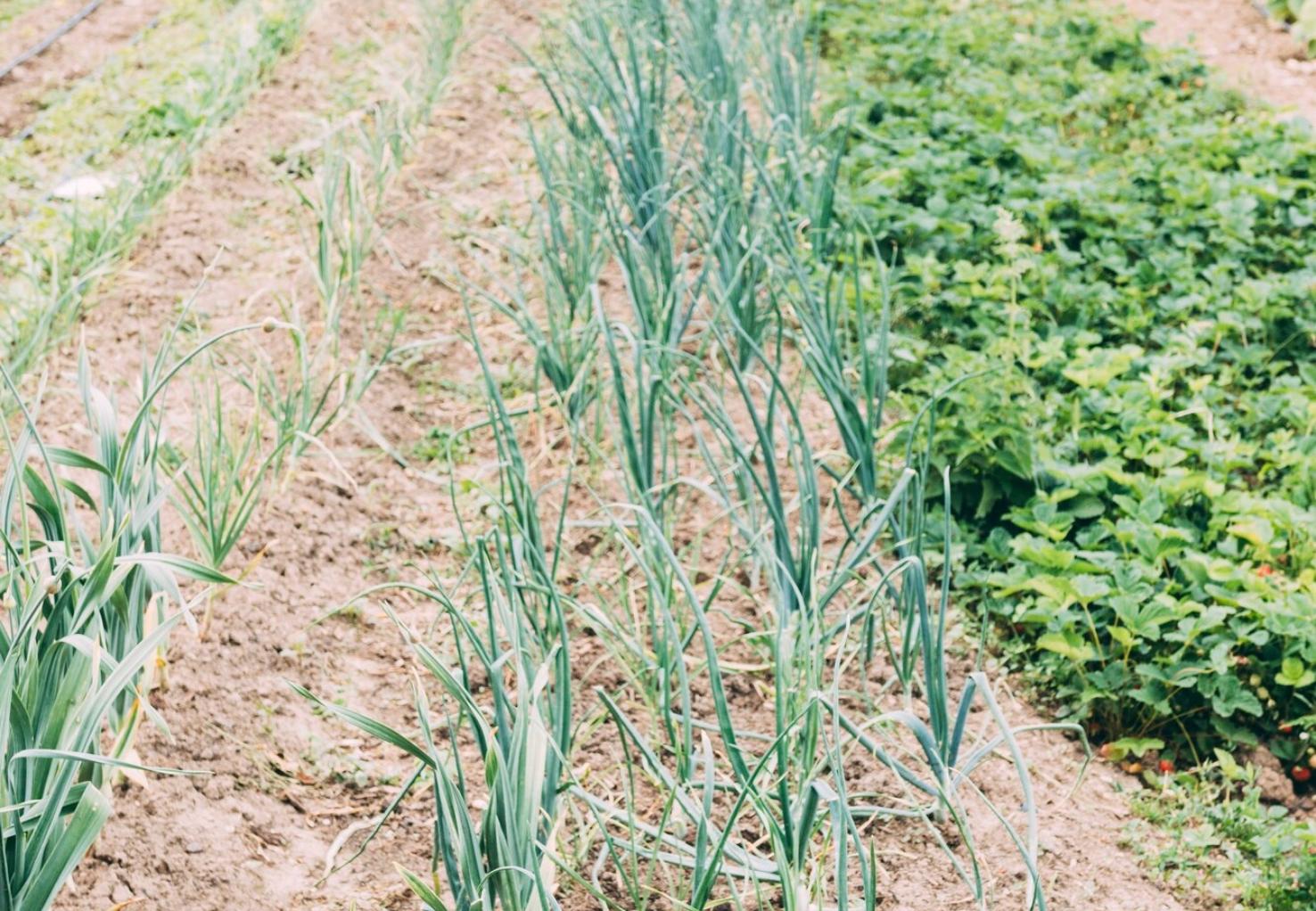 Como cultivar alho-francês com sucesso no jardim