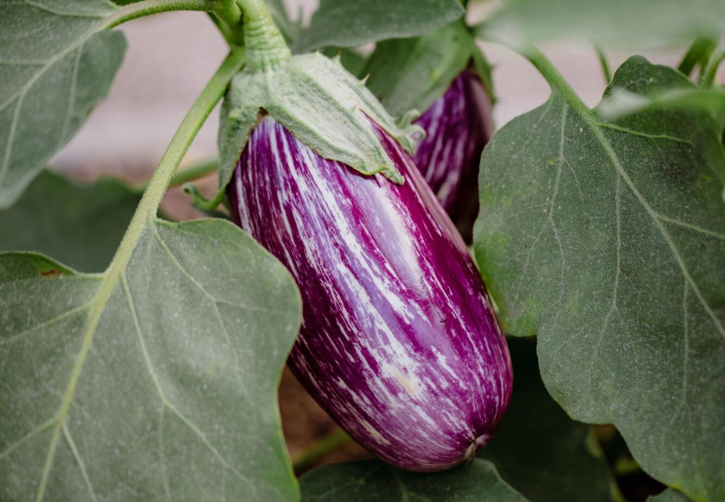 Como cultivar beringelas no jardim ou no vaso com sucesso