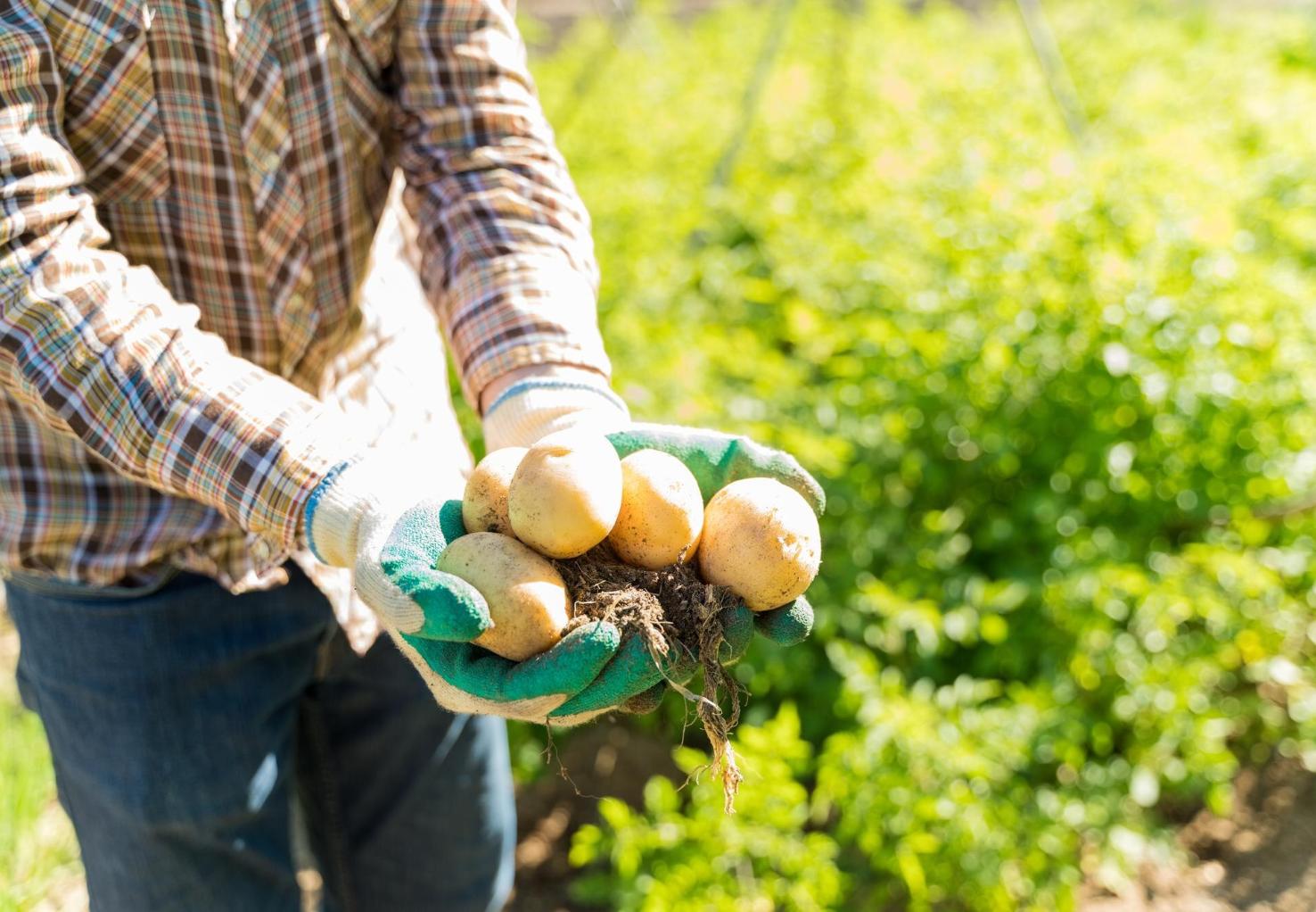 Quando colher batatas e como o fazer corretamente