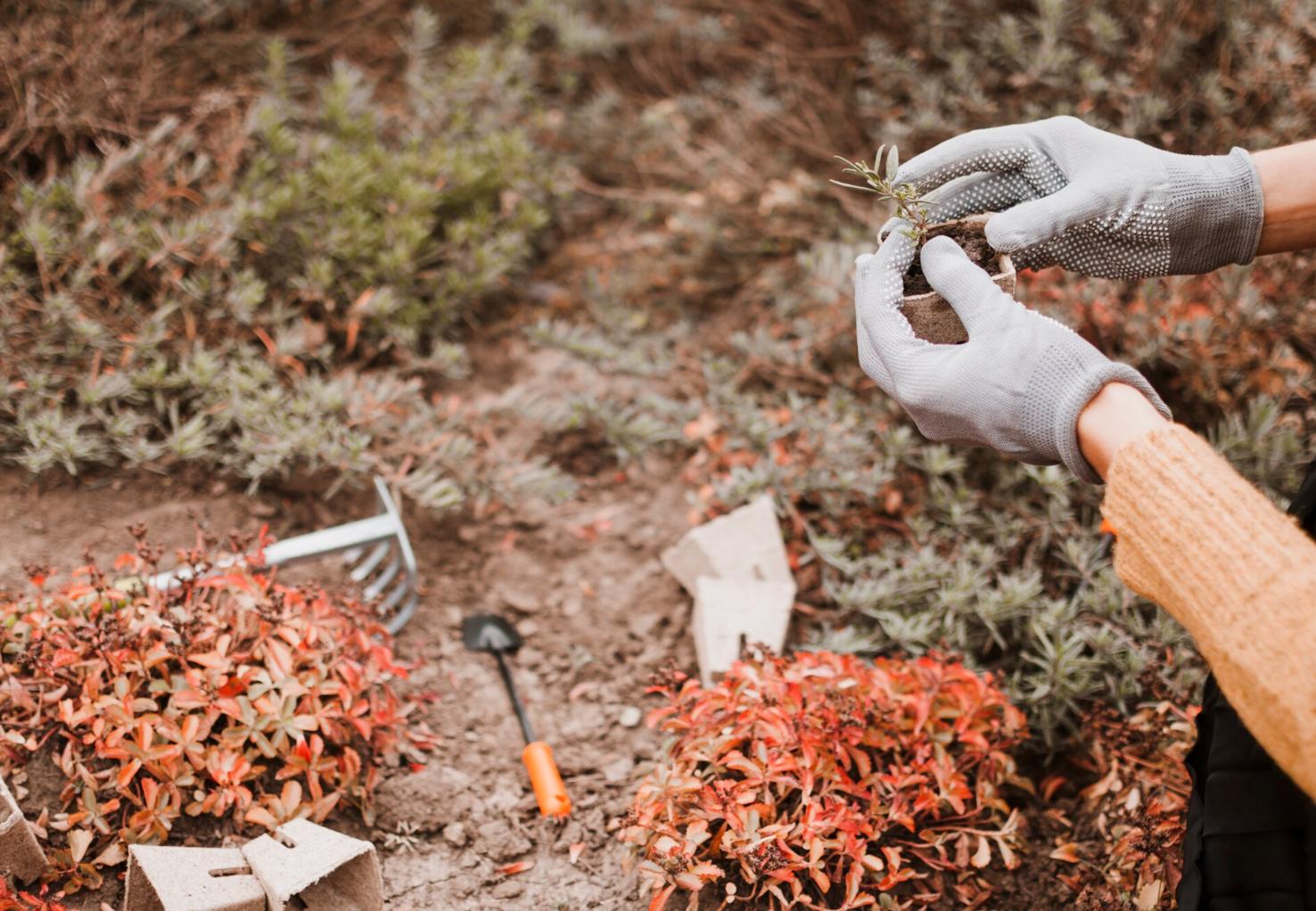 Foto de 10 formas naturais de proteger a horta de pragas (sem recorrer a químicos agressivos)