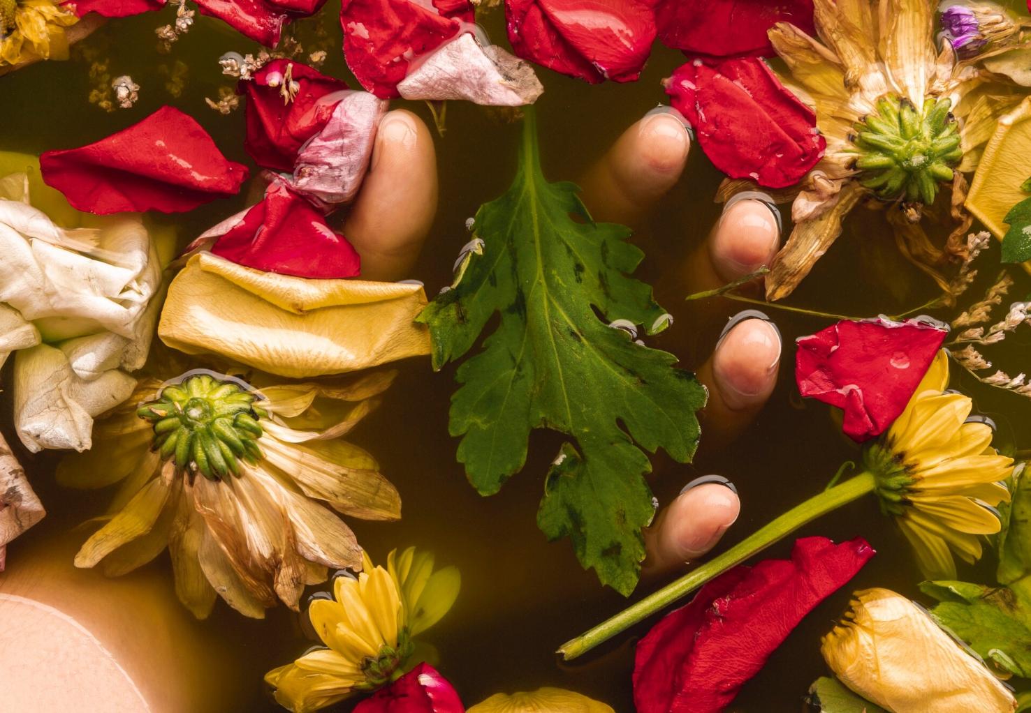 Por que motivo as plantas domésticas morrem? Culpa dos ácaros