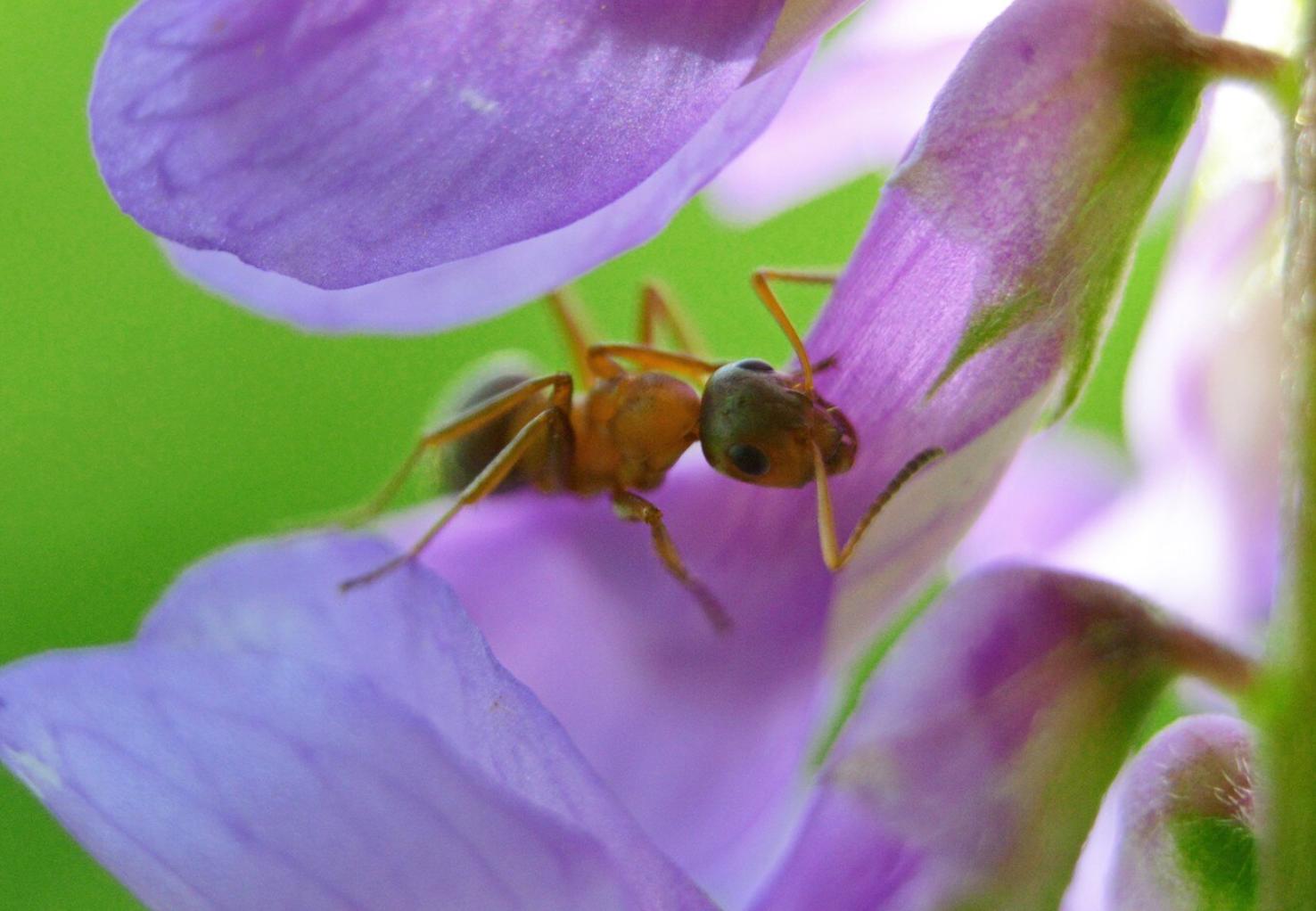 Foto de Como afastar formigas dos vasos de plantas sem dramas