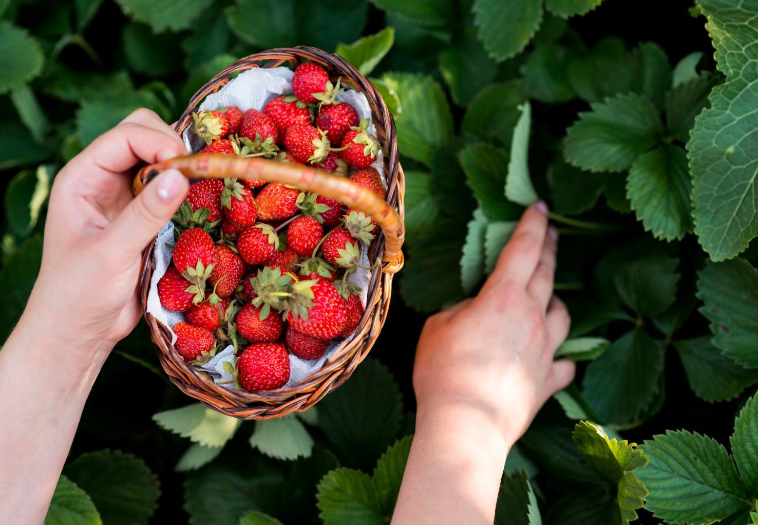 Com que frequência deve regar plantas de morango para uma boa colheita