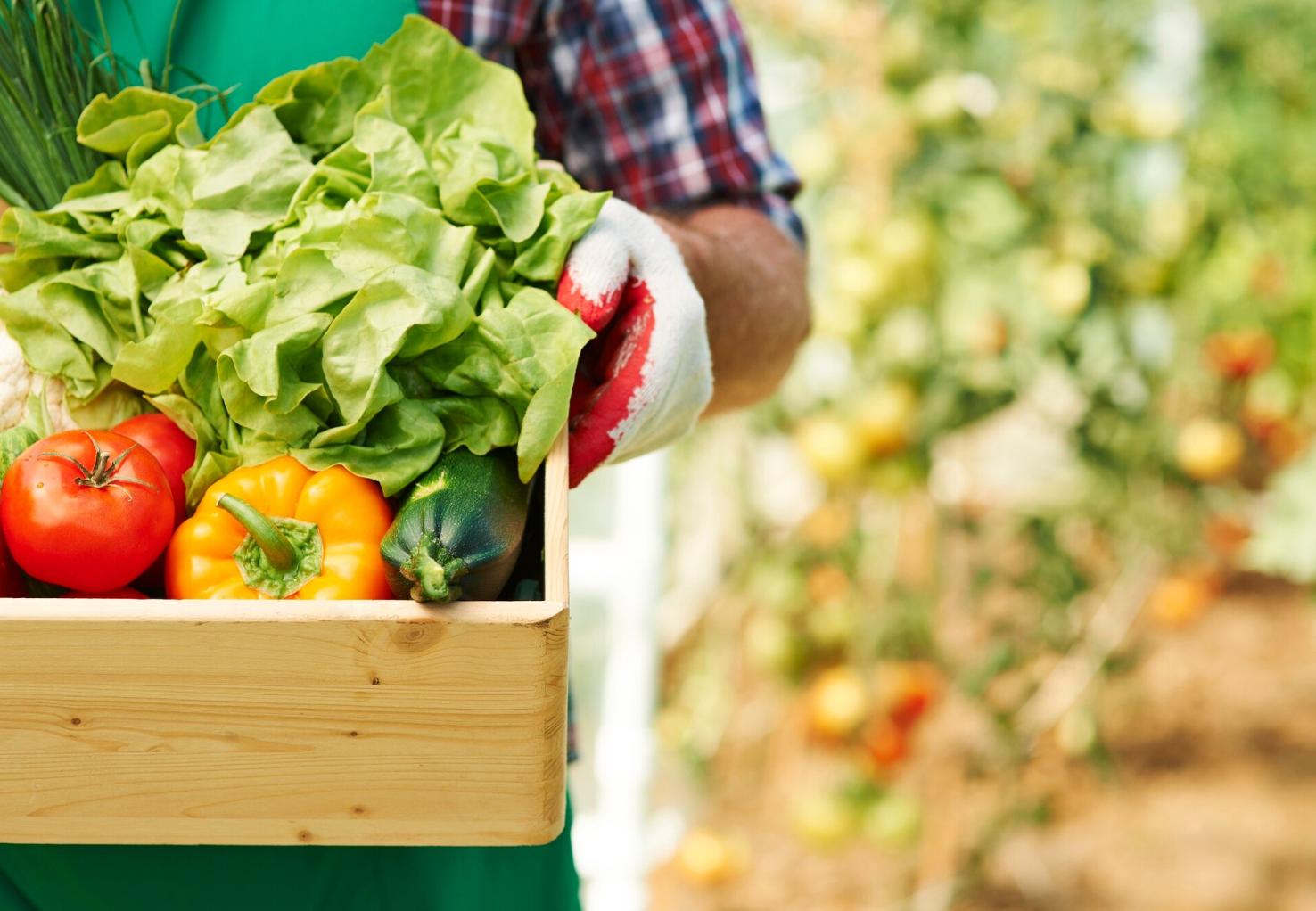 Como começar uma horta a partir de sementes