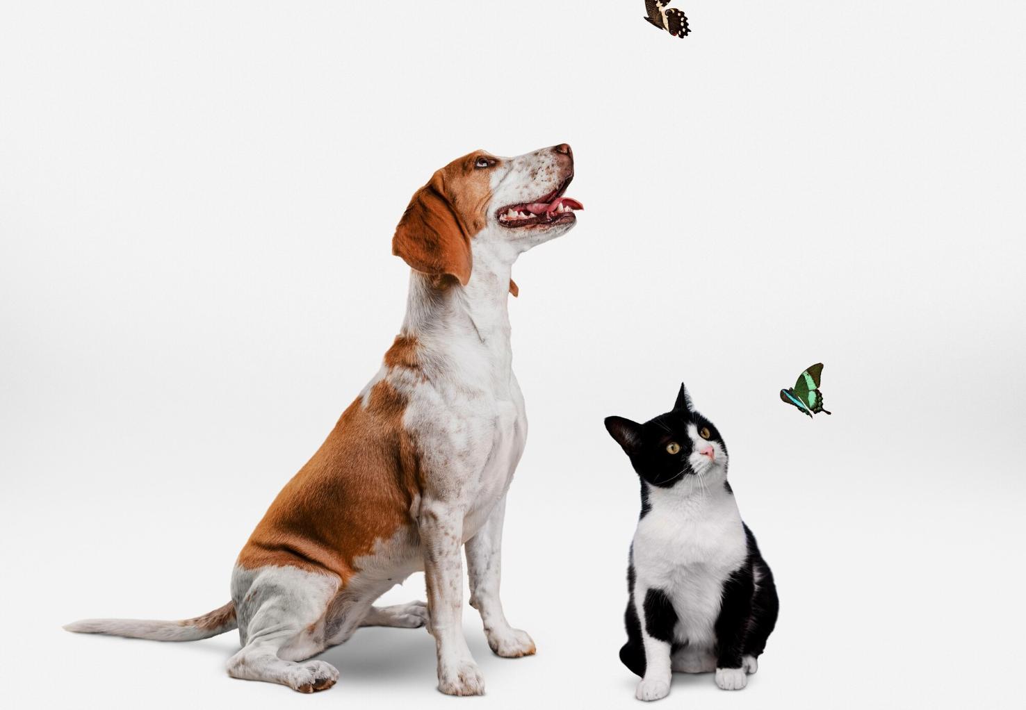 Preferir cães ou gatos diz muito sobre a sua personalidade 