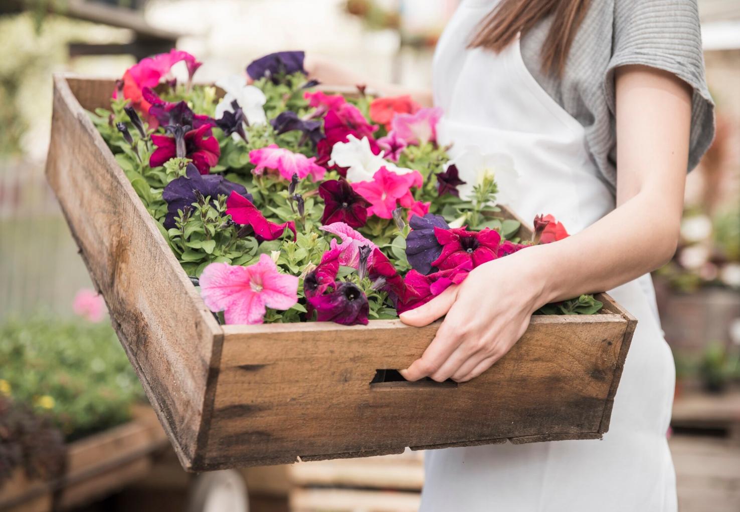 Flores anuais e perenes: como escolher e combinar no jardim